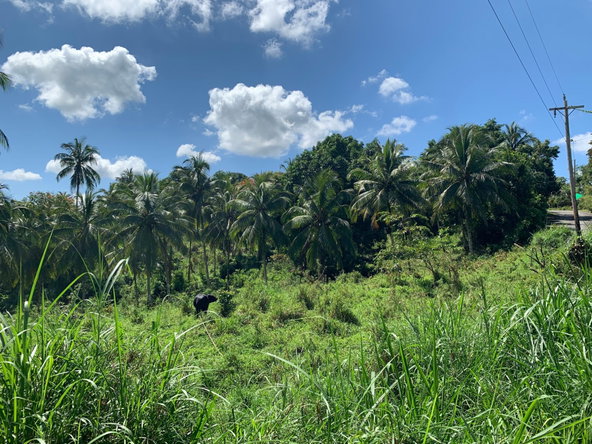 Second image of Hartland Road, Decoy in Guys Hill, St. Mary, Jamaica - property is For Sale