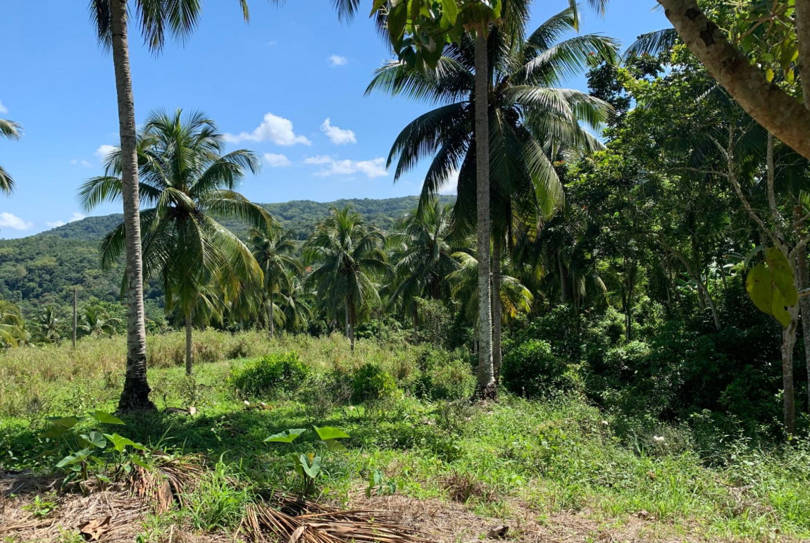 First image of Hartland Road, Decoy in Guys Hill, St. Mary, Jamaica - property is For Sale