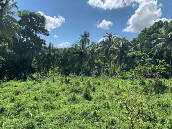 Fourth image of Hartland Road, Decoy in Guys Hill, St. Mary, Jamaica - property is For Sale