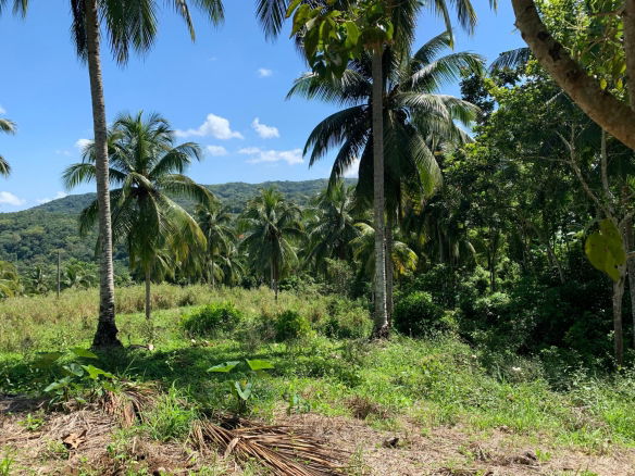 First image of Hartland Road, Decoy in Guys Hill, St. Mary, Jamaica - property is For Sale