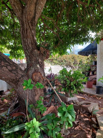 Nineteenth image of 24 Willowdale Drive, Ensom c in Ensom City, St. Catherine, Jamaica - property is For Sale