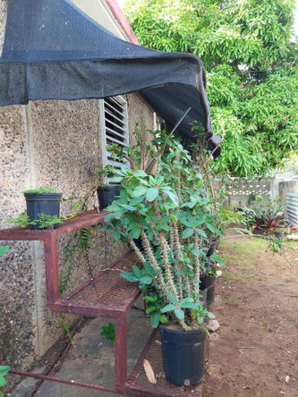 Twentieth image of 24 Willowdale Drive, Ensom c in Ensom City, St. Catherine, Jamaica - property is For Sale