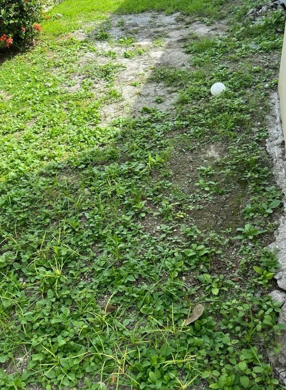 Eighth image of 79 Dempster Avenue, Sydenham in Sydenham, St. Catherine, Jamaica - property is For Sale