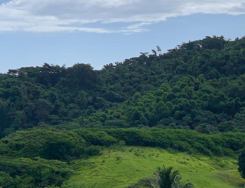 Twenty-Fifth image of Green Island in Green Island, Hanover, Jamaica - property is For Sale