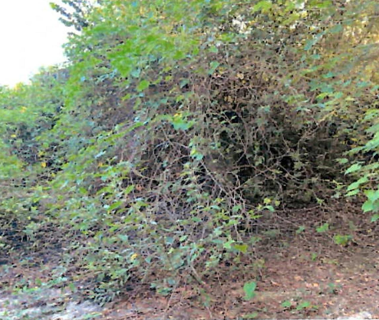 Third image of Lot 67 Spring Garden, Bushy Park in Spring Garden, St. Catherine, Jamaica - property is For Sale