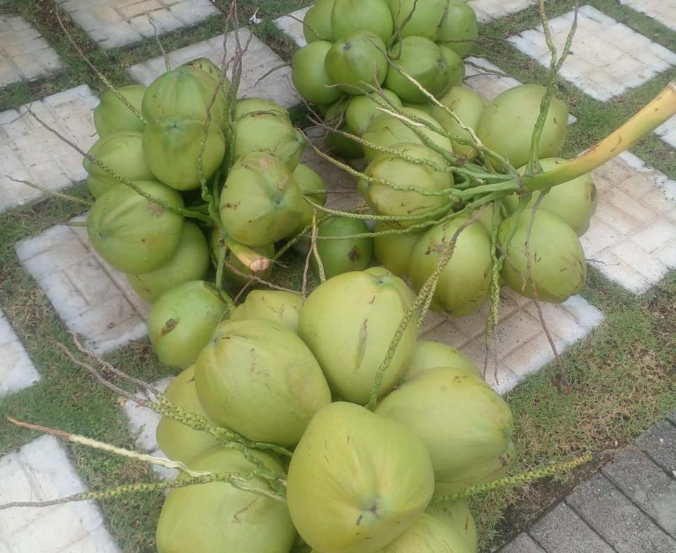 Twenty-Seventh image of Lot-181 Orchid Avenue in Runaway Bay, St. Ann, Jamaica - property is For Rent