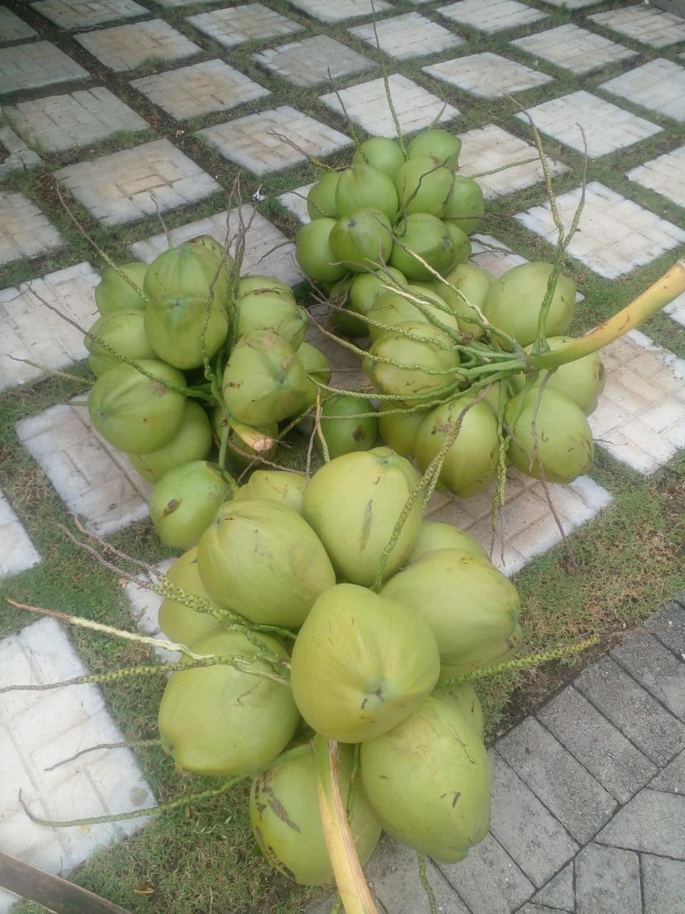 Twenty-Seventh image of Lot-181 Orchid Avenue in Runaway Bay, St. Ann, Jamaica - property is For Rent