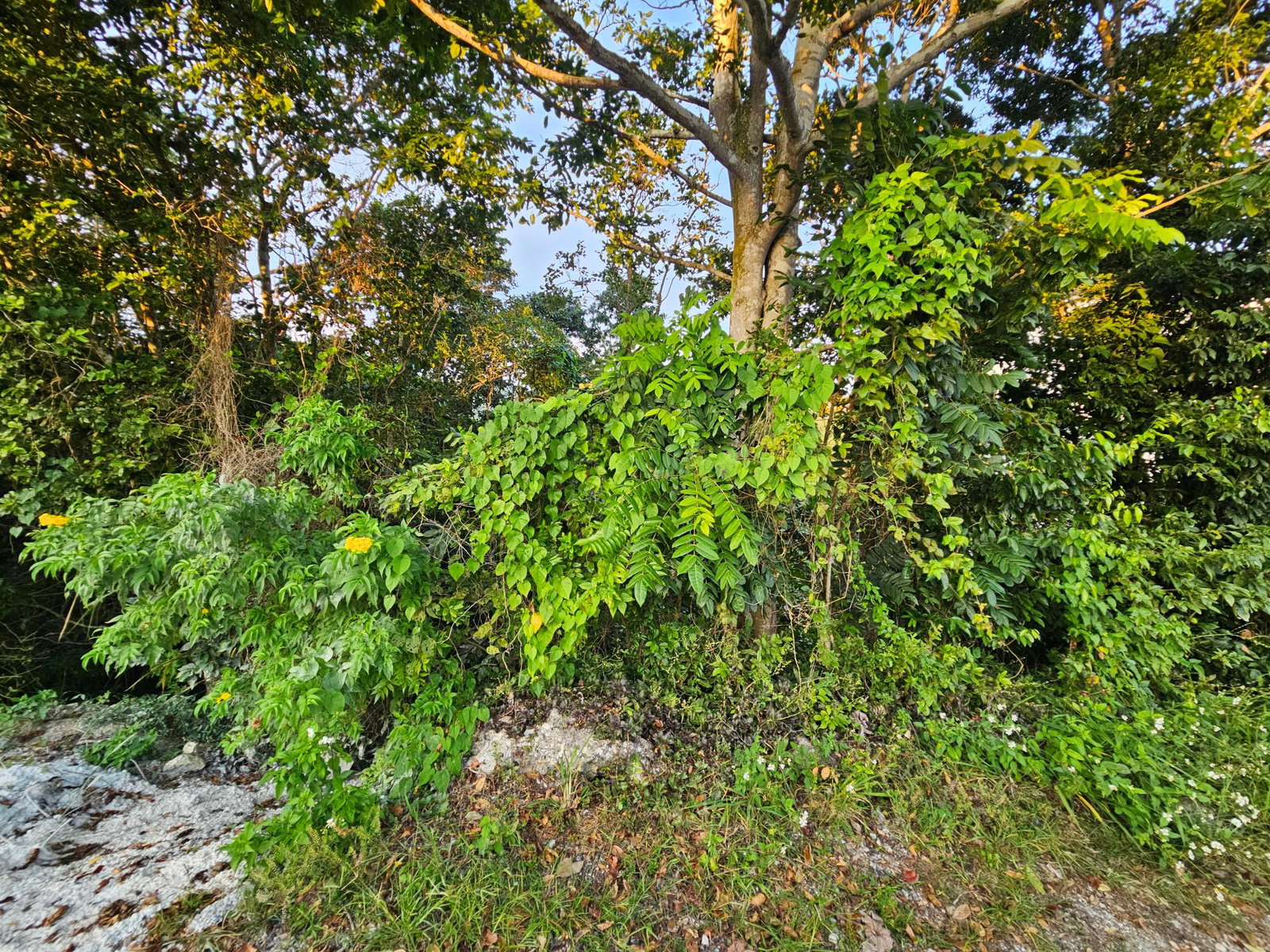 Twelfth image of 43 Woodland Rise, Red Hills in Red Hills, St. Andrew, Jamaica - property is For Sale