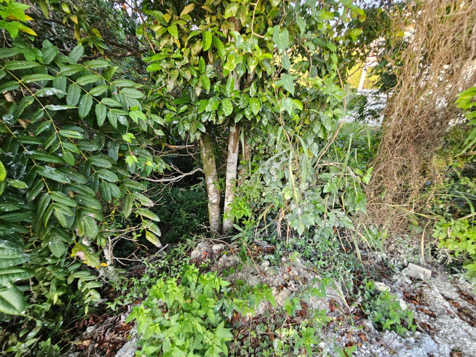 Fourteenth image of 43 Woodland Rise, Red Hills in Red Hills, St. Andrew, Jamaica - property is For Sale