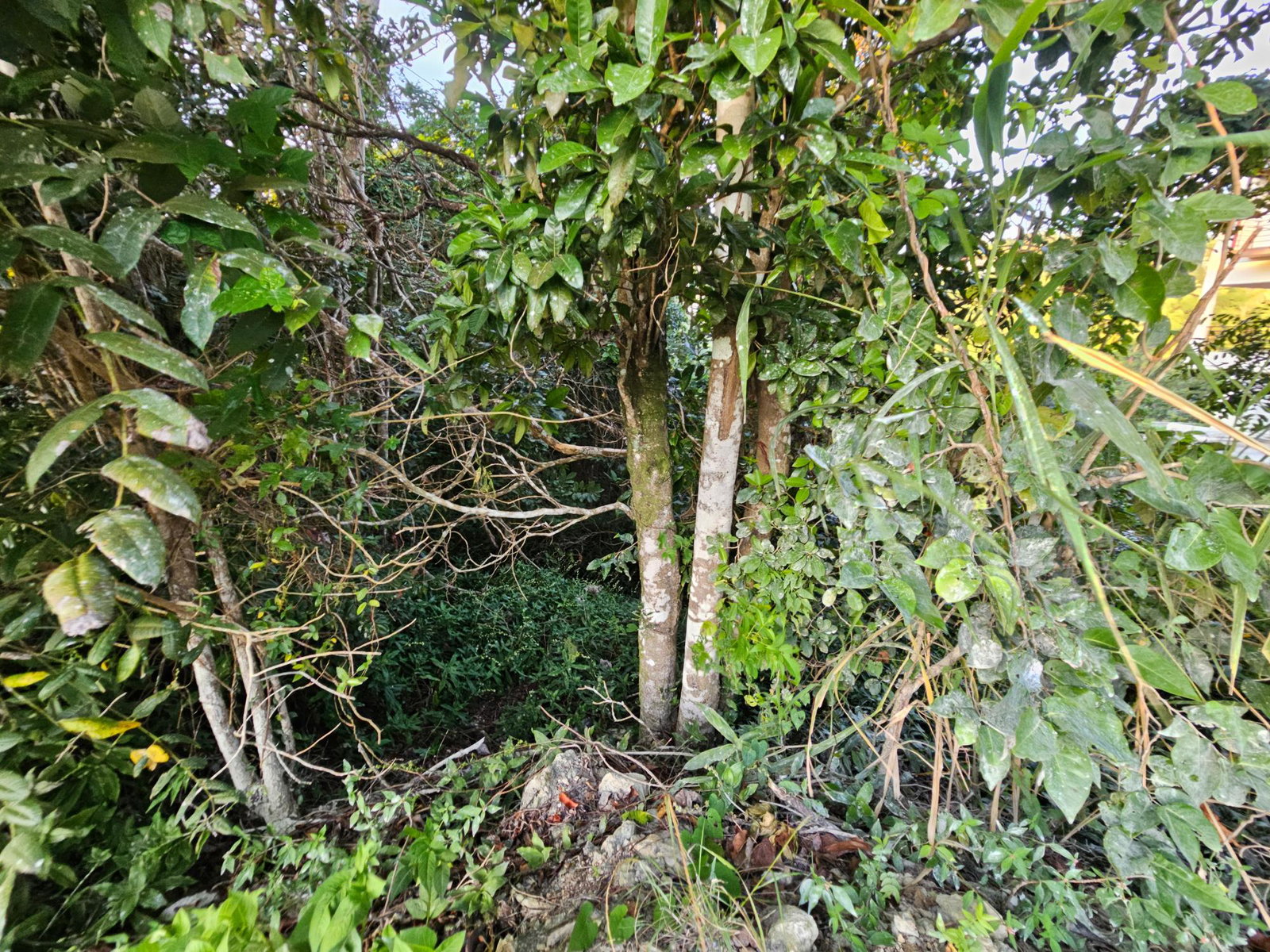 Sixteenth image of 43 Woodland Rise, Red Hills in Red Hills, St. Andrew, Jamaica - property is For Sale