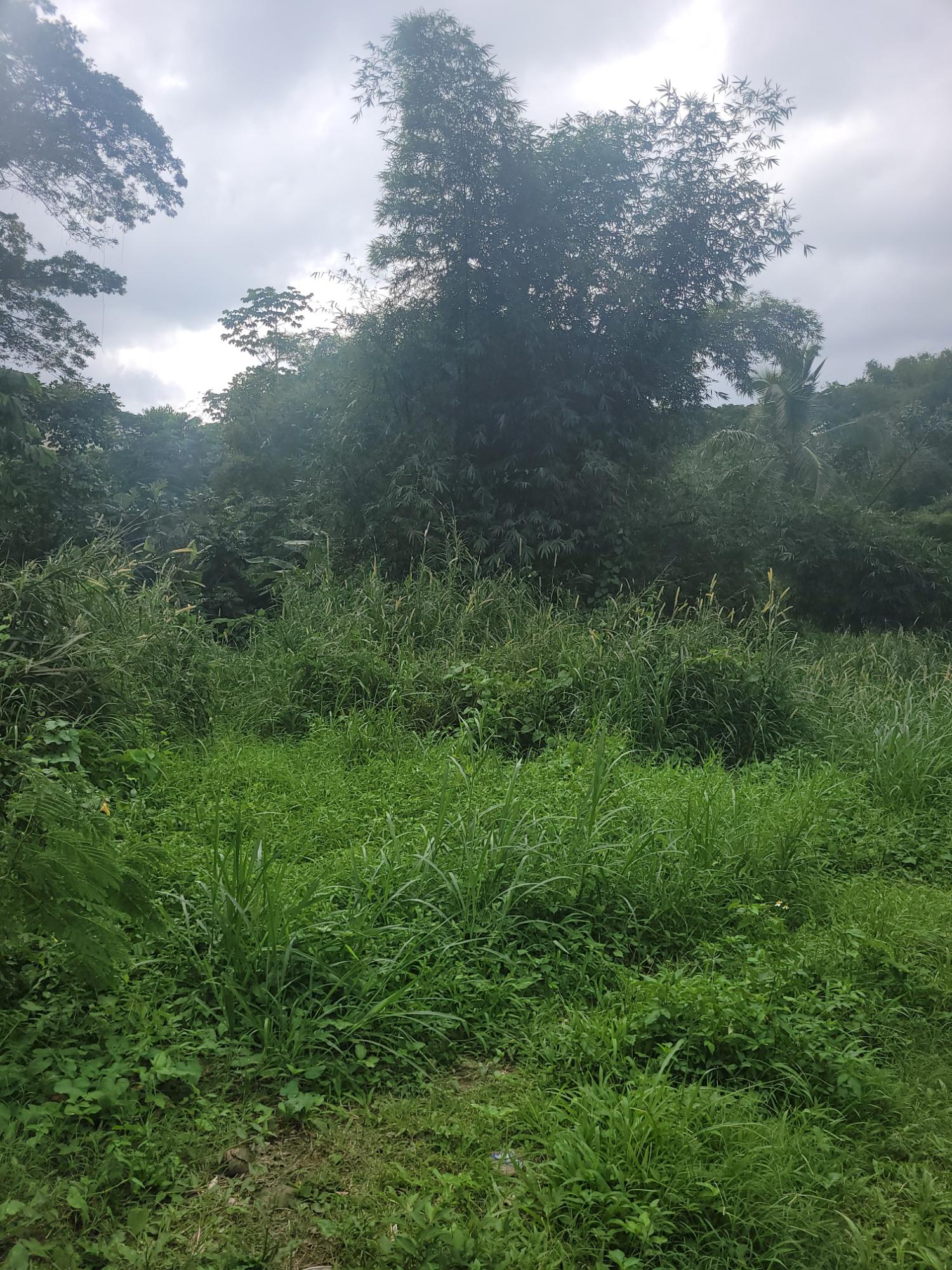 Fourth image of 12 Lake Meadows in Linstead, St. Catherine, Jamaica - property is For Sale