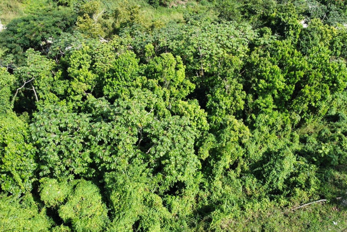 Sixteenth image of Badminton Place, Inglesid in Mandeville, Manchester, Jamaica - property is For Sale