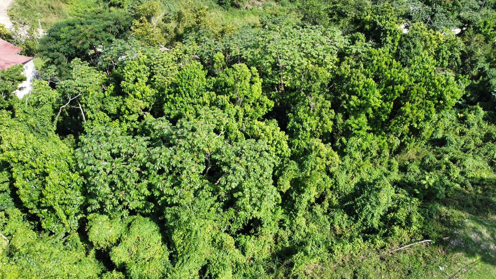 Sixteenth image of Badminton Place, Inglesid in Mandeville, Manchester, Jamaica - property is For Sale