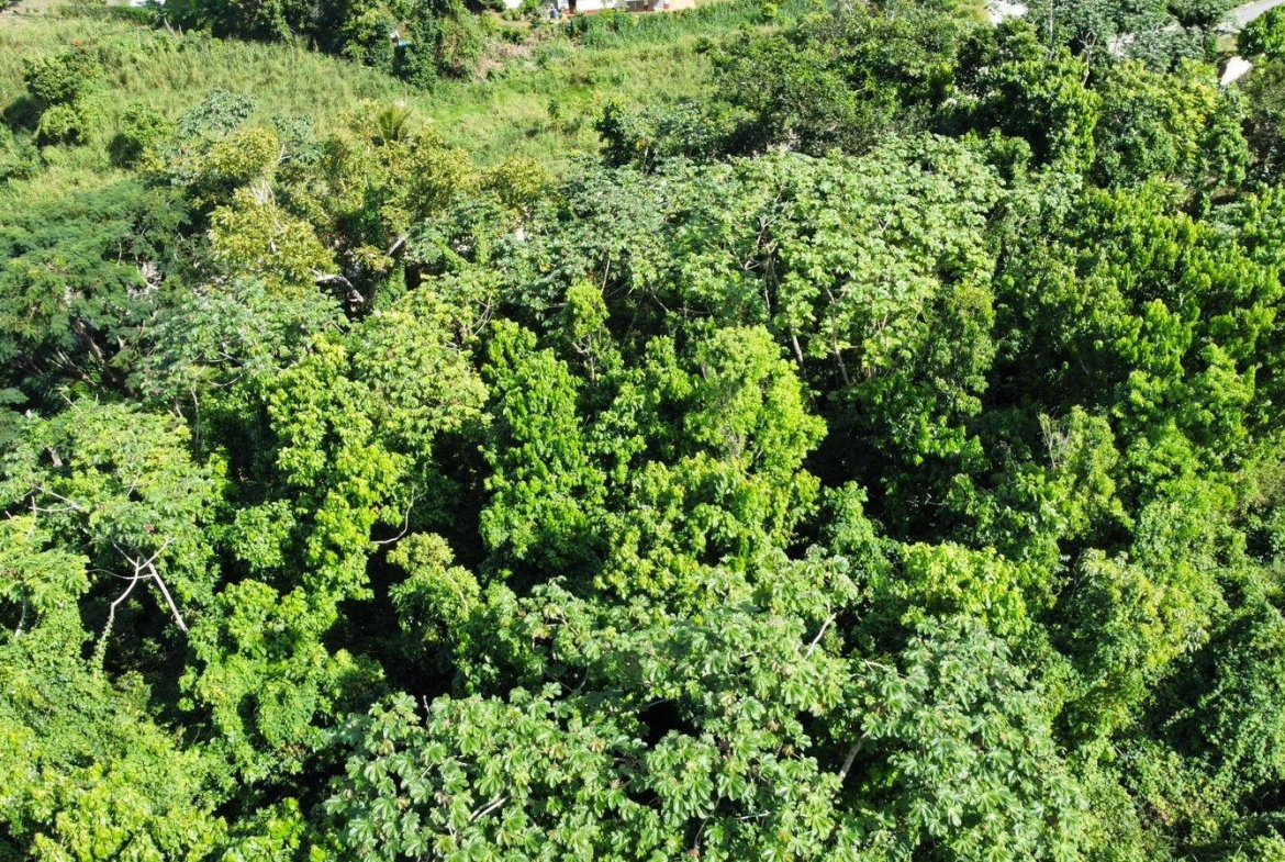 Twenty-Second image of Badminton Place, Inglesid in Mandeville, Manchester, Jamaica - property is For Sale