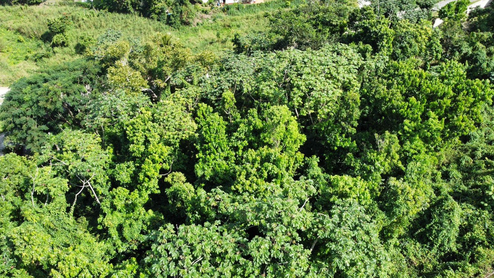 Twenty-Second image of Badminton Place, Inglesid in Mandeville, Manchester, Jamaica - property is For Sale