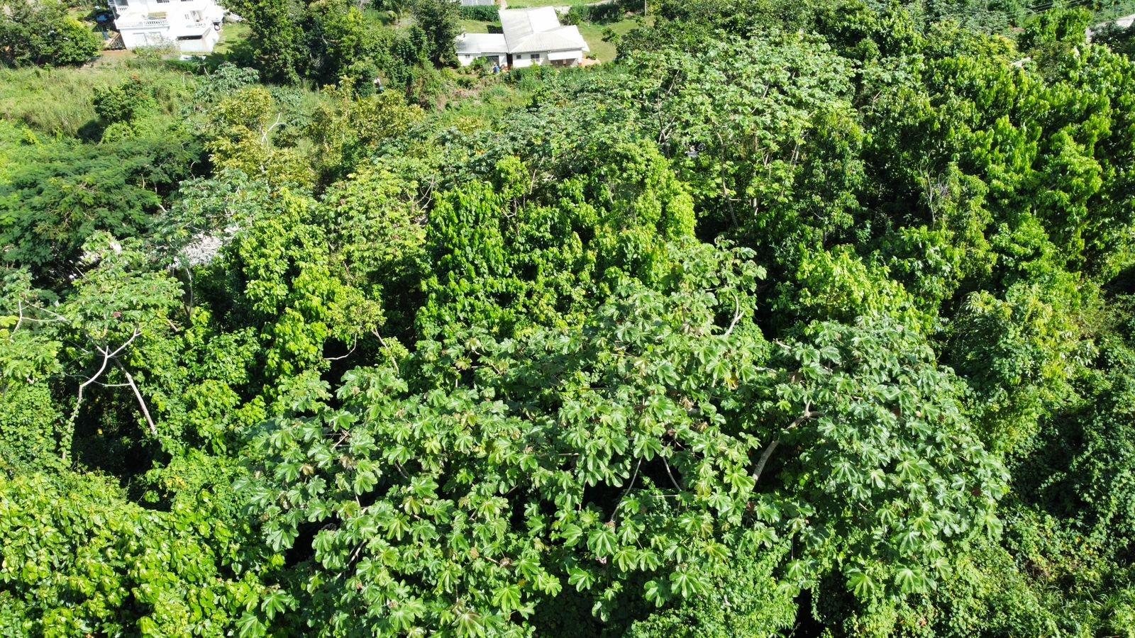 Twenty-Seventh image of Badminton Place, Inglesid in Mandeville, Manchester, Jamaica - property is For Sale