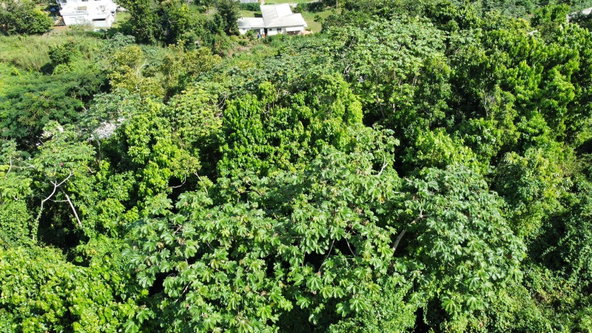 Twenty-Seventh image of Badminton Place, Inglesid in Mandeville, Manchester, Jamaica - property is For Sale