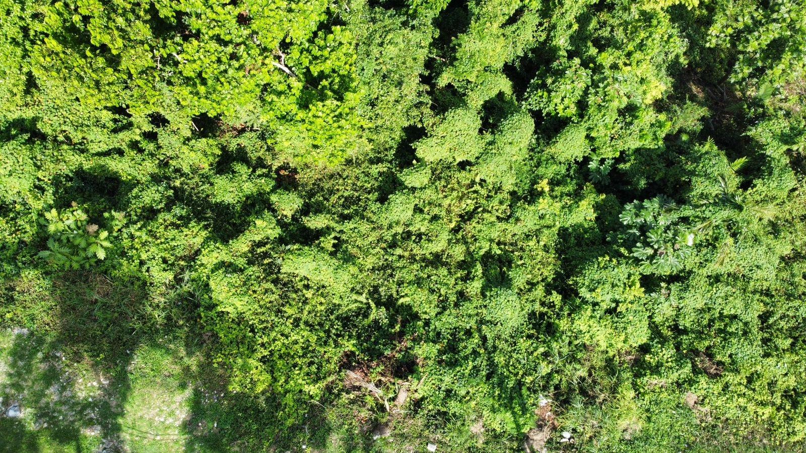 Ninth image of Badminton Place, Inglesid in Mandeville, Manchester, Jamaica - property is For Sale