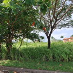 First image of Lot# 284 Cedar Ave, Plantation Vil in Plantation Village, St. Ann, Jamaica - property is For Sale