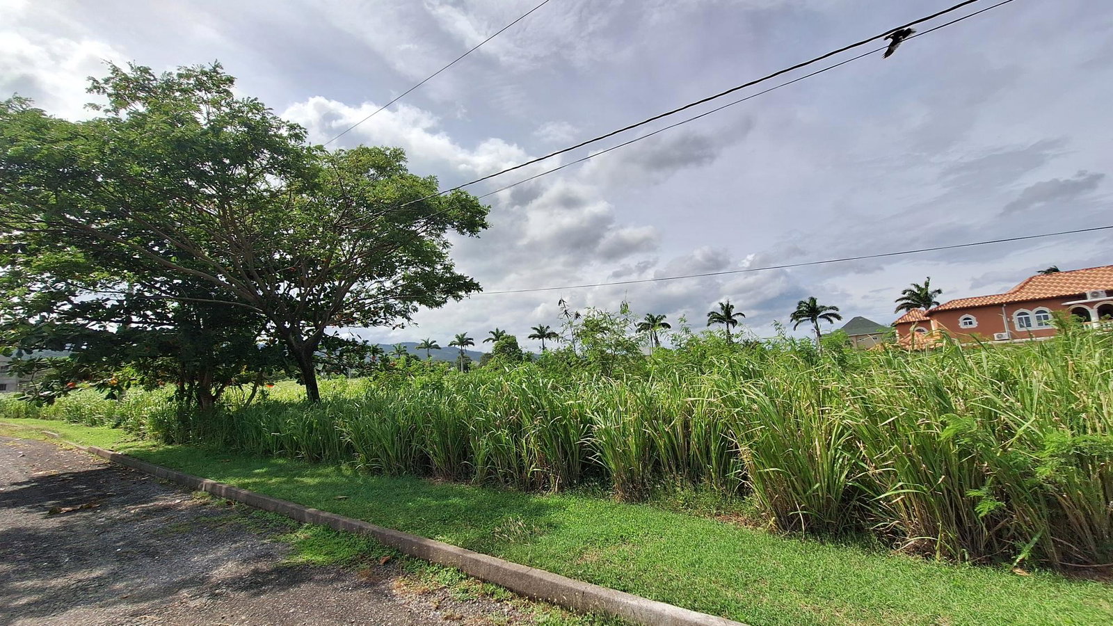 Prime-Residential-Lot-for-Sale-in-Plantation-Village-St.-Ann Third image of Lot# 284 Cedar Ave, Plantation Vil in Plantation Village, St. Ann, Jamaica - property is For Sale