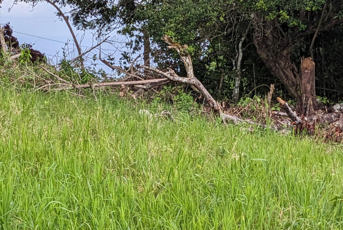 First image of Epworth st Ann in Davis Town, St. Ann, Jamaica - property is For Sale