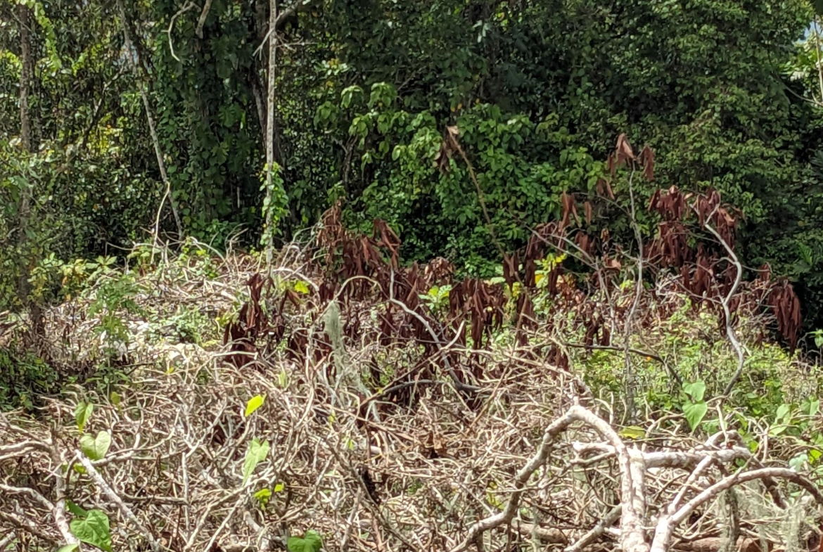 Third image of Epworth st Ann in Davis Town, St. Ann, Jamaica - property is For Sale