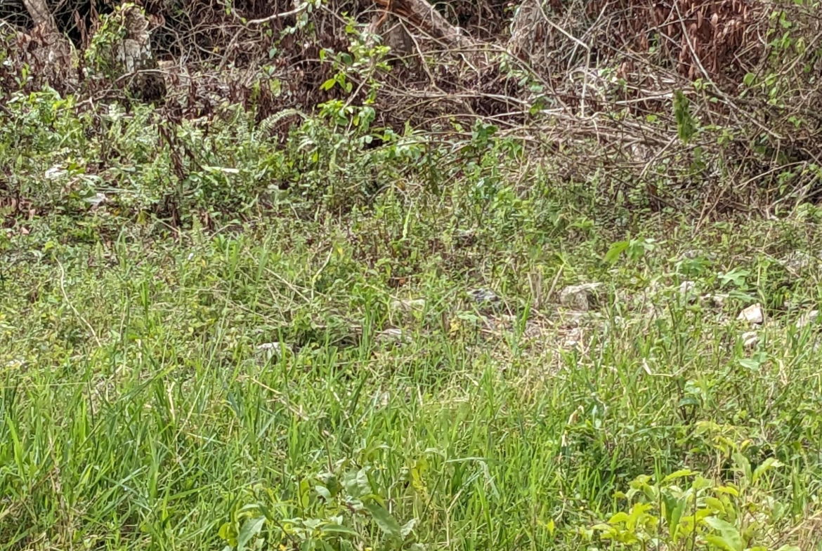 Fourth image of Epworth st Ann in Davis Town, St. Ann, Jamaica - property is For Sale