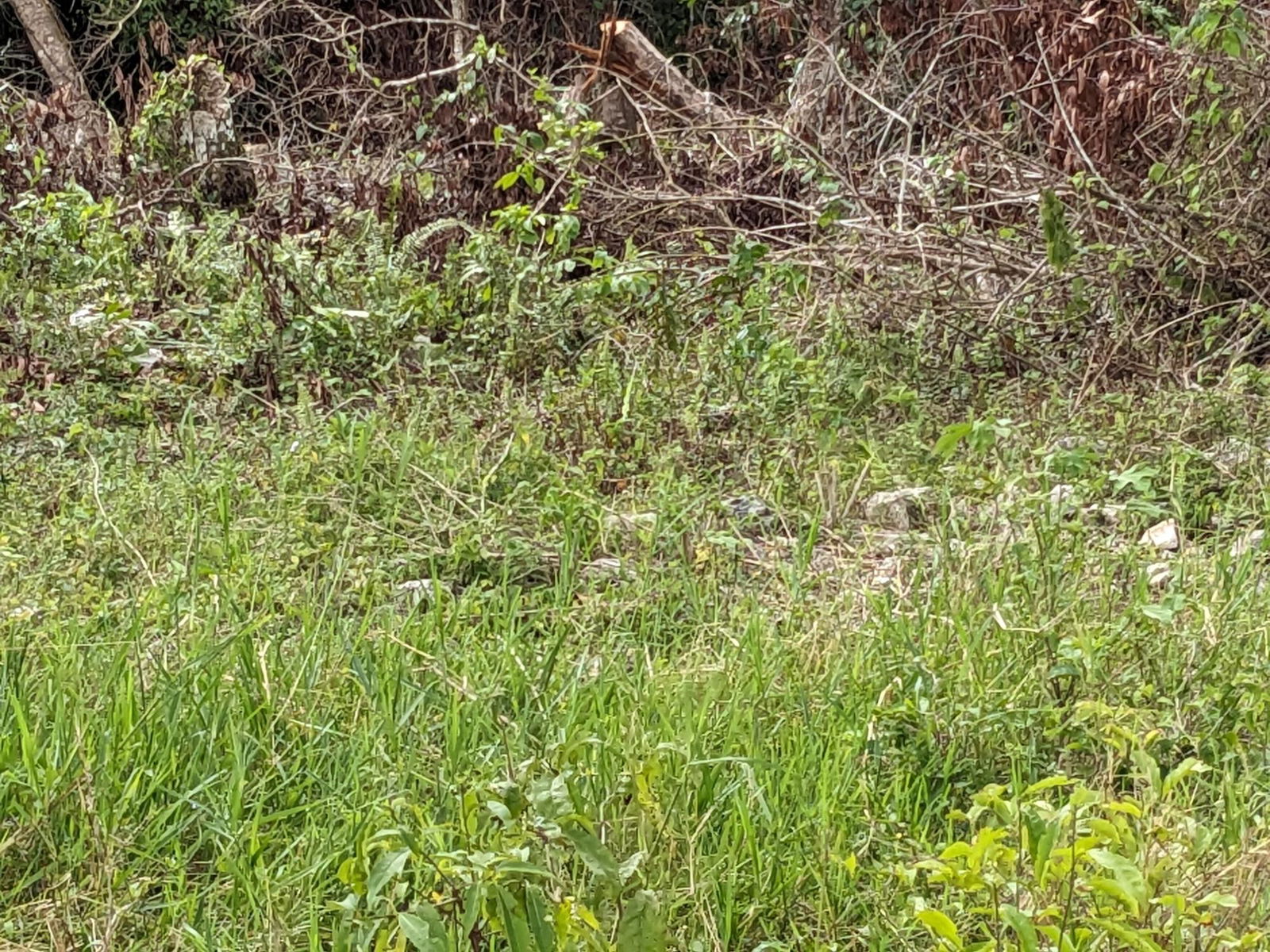 Fourth image of Epworth st Ann in Davis Town, St. Ann, Jamaica - property is For Sale