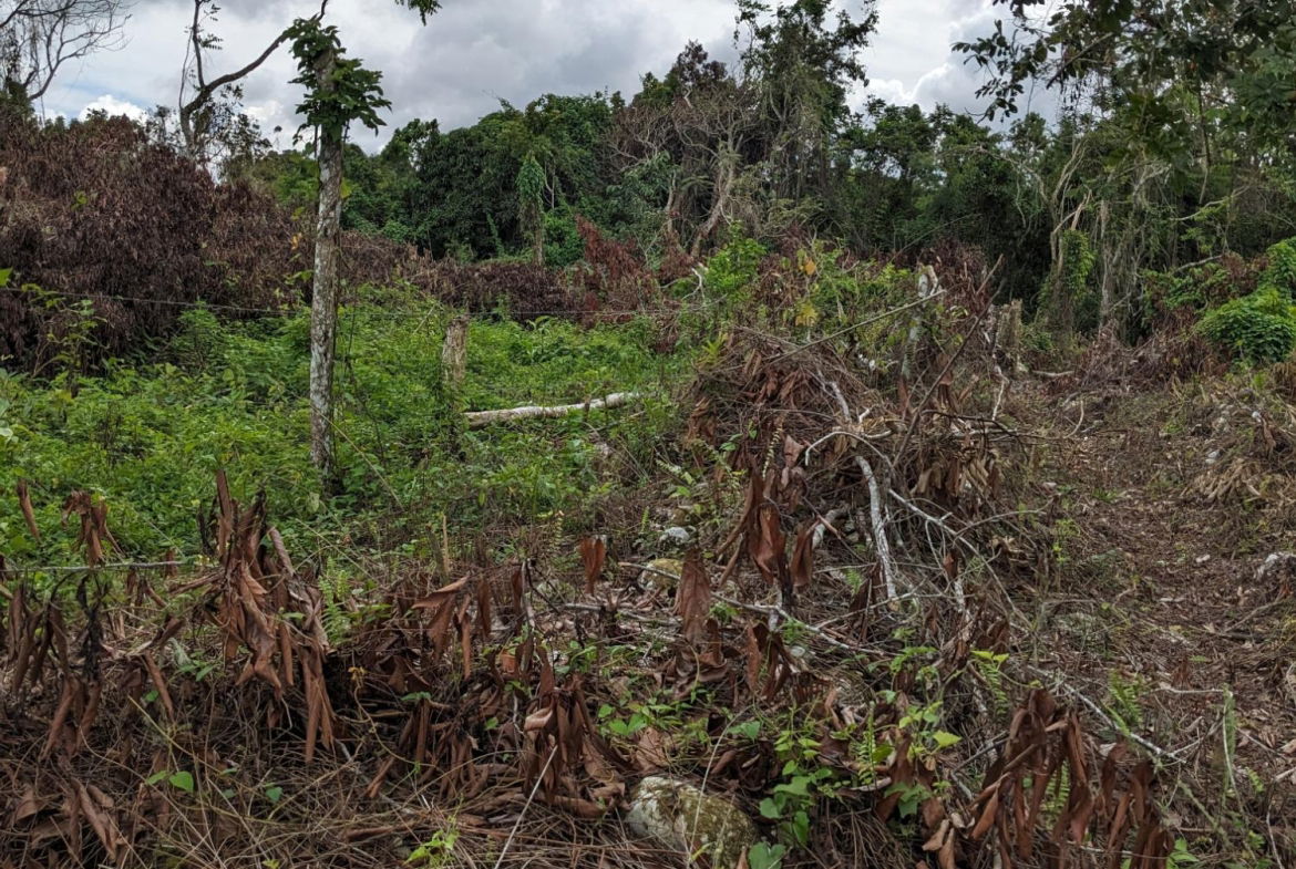 Sixth image of Epworth st Ann in Davis Town, St. Ann, Jamaica - property is For Sale