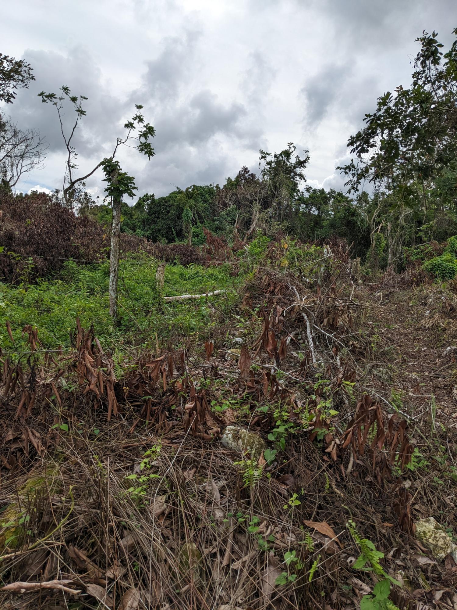 Sixth image of Epworth st Ann in Davis Town, St. Ann, Jamaica - property is For Sale