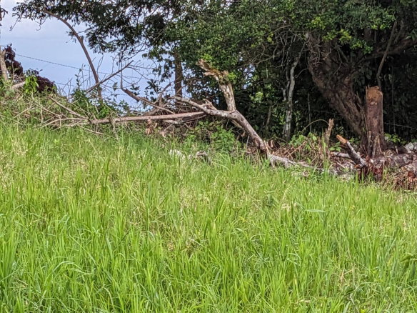 First image of Epworth st Ann in Davis Town, St. Ann, Jamaica - property is For Sale