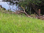 First image of Epworth st Ann in Davis Town, St. Ann, Jamaica - property is For Sale