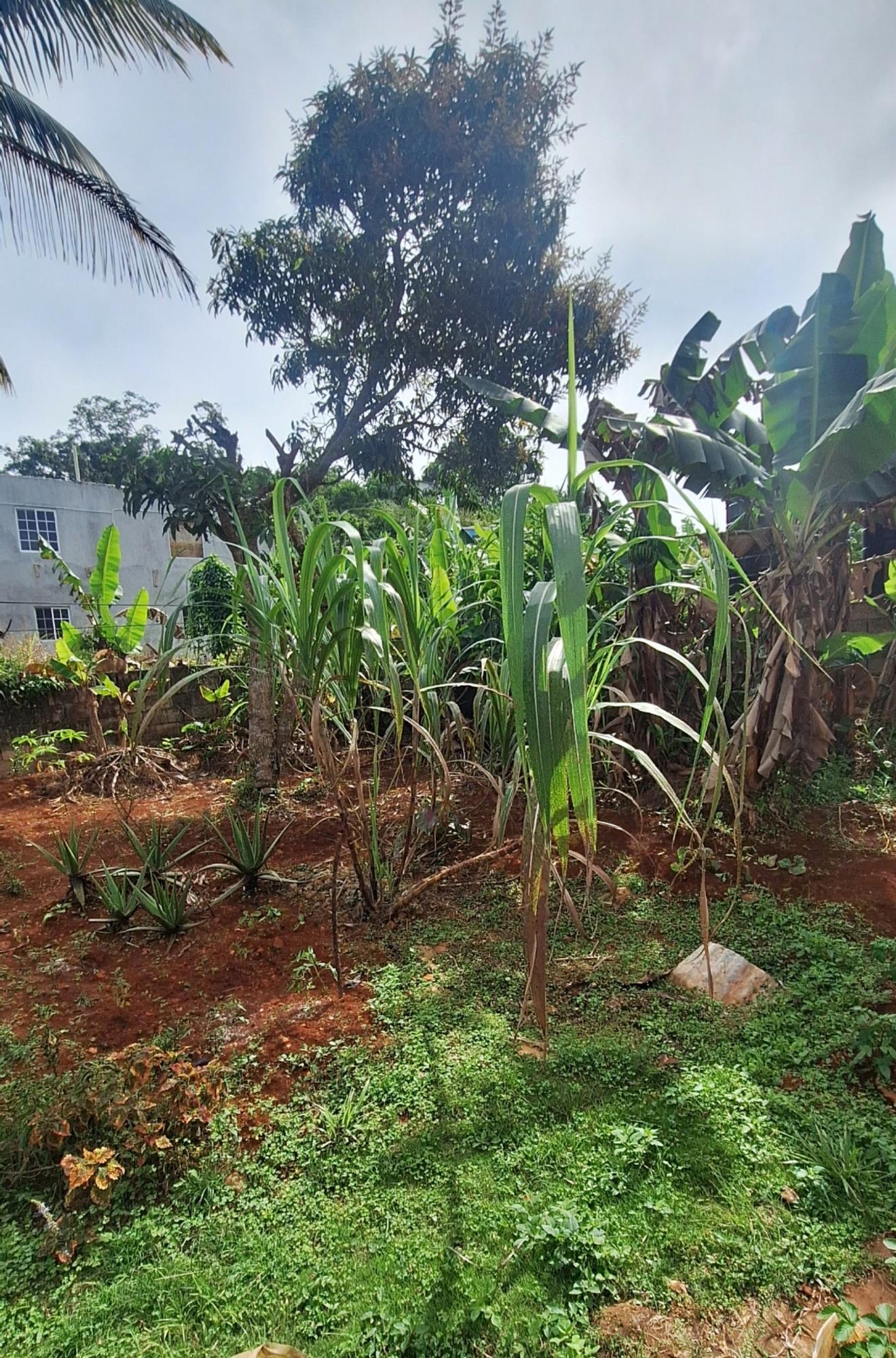 Tenth image of 23 Kyora Drive, Georges Vall in Georges Valley, Manchester, Jamaica - property is For Sale