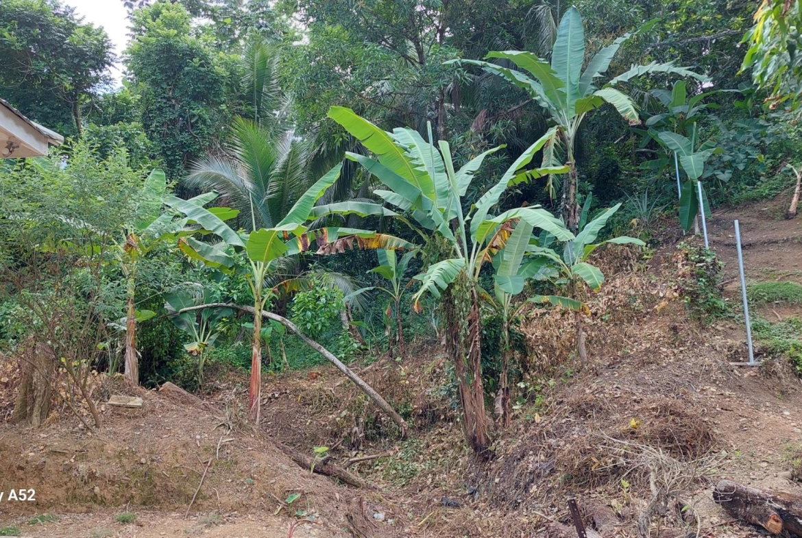 Seventh image of Lot 54 Leyton Crescent in Hopewell, Portland, Jamaica - property is For Sale