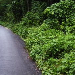 First image of Land Part of Cheltenham in Santa Cruz, St. Elizabeth, Jamaica - property is For Sale