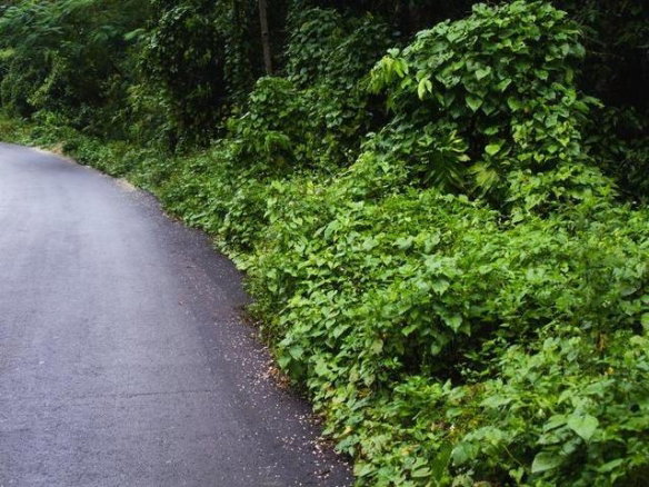 First image of Land Part of Cheltenham in Santa Cruz, St. Elizabeth, Jamaica - property is For Sale