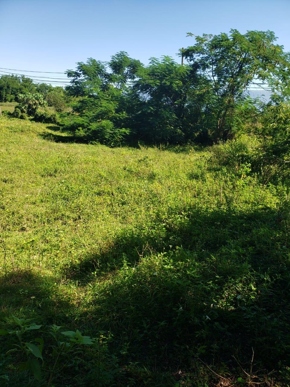 1.2-Acre-Residential-Lot-for-Sale-in-St.-Elizabeth-Jamaica Seventh image of Waterloo Burnt Ground, sa in Burnt Ground, St. Elizabeth, Jamaica - property is For Sale