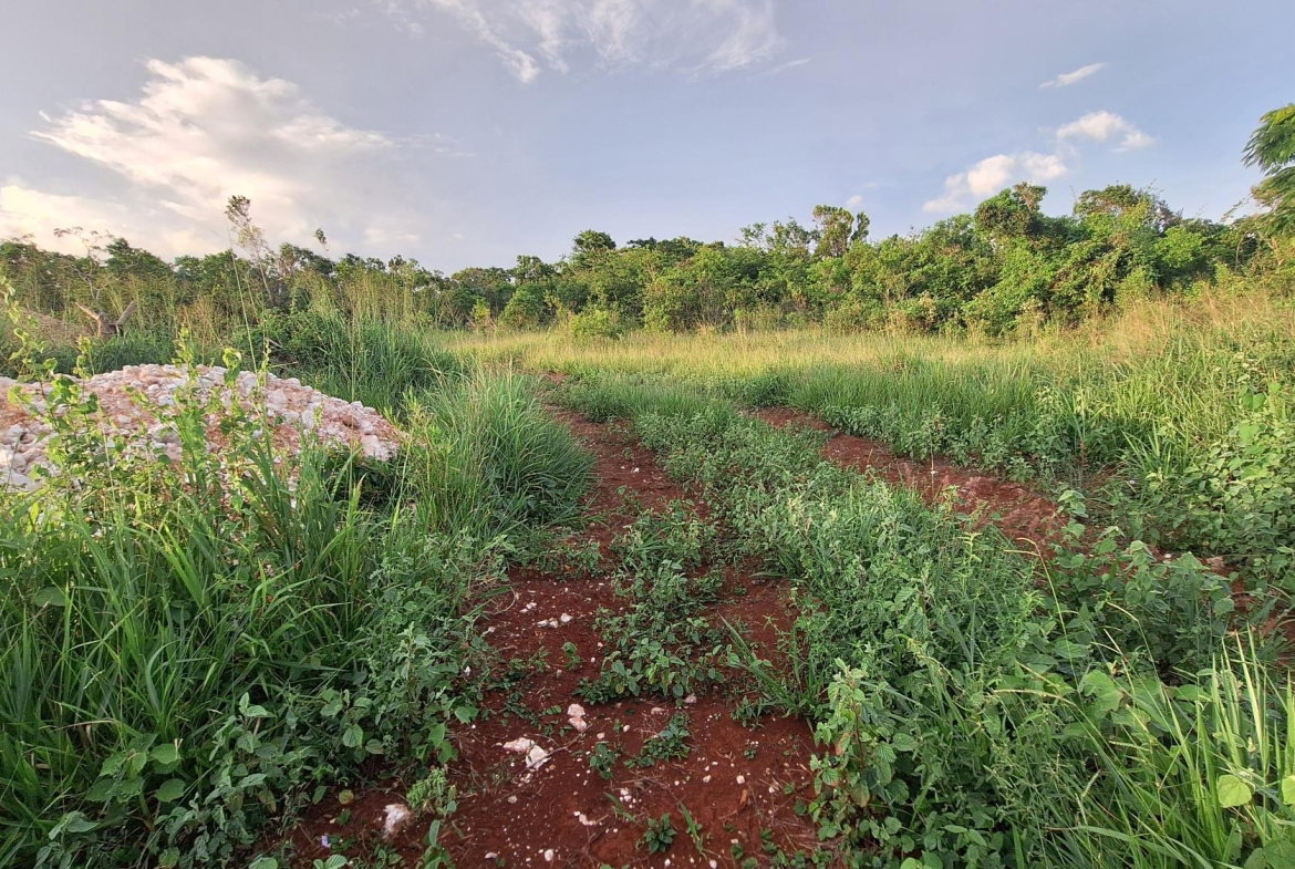 Thirteenth image of Bellevue Bellevue in Southfield, St. Elizabeth, Jamaica - property is For Sale
