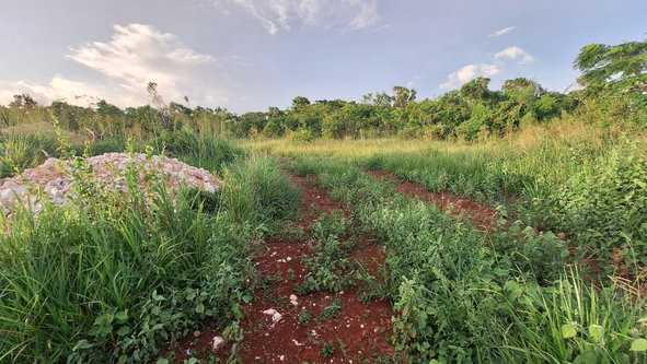 Thirteenth image of Bellevue Bellevue in Southfield, St. Elizabeth, Jamaica - property is For Sale