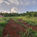 First image of Bellevue Bellevue in Southfield, St. Elizabeth, Jamaica - property is For Sale