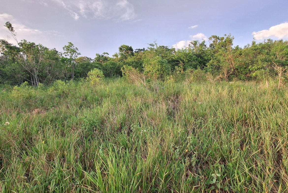 Sixth image of Bellevue Bellevue in Southfield, St. Elizabeth, Jamaica - property is For Sale