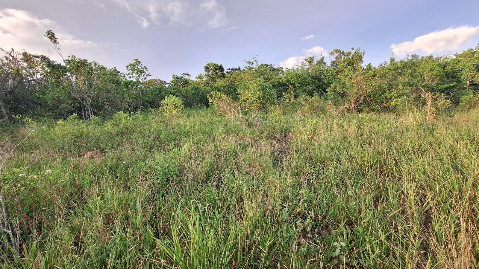 Sixth image of Bellevue Bellevue in Southfield, St. Elizabeth, Jamaica - property is For Sale