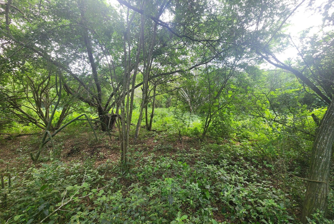 First image of Bushy Park in Bushy Park, St. Catherine, Jamaica - property is For Sale
