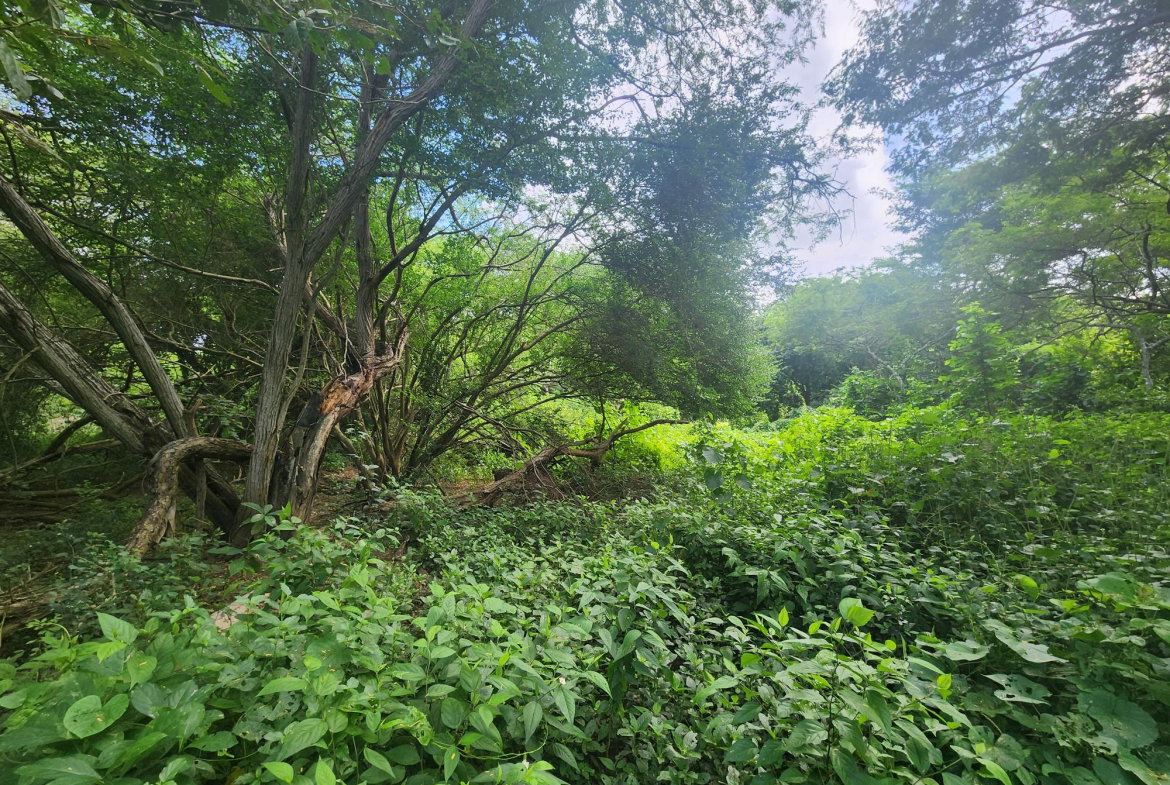 Sixth image of Bushy Park in Bushy Park, St. Catherine, Jamaica - property is For Sale