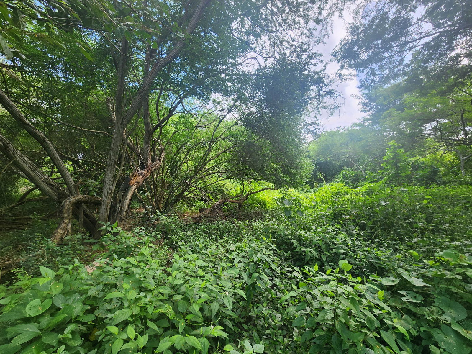 10-Acre-Farmland-for-Sale-in-Bushy-Park-St.-Catherine Sixth image of Bushy Park in Bushy Park, St. Catherine, Jamaica - property is For Sale