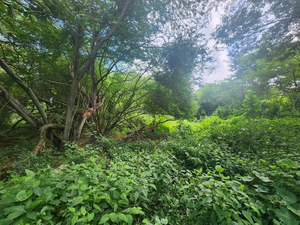Sixth image of Bushy Park in Bushy Park, St. Catherine, Jamaica - property is For Sale