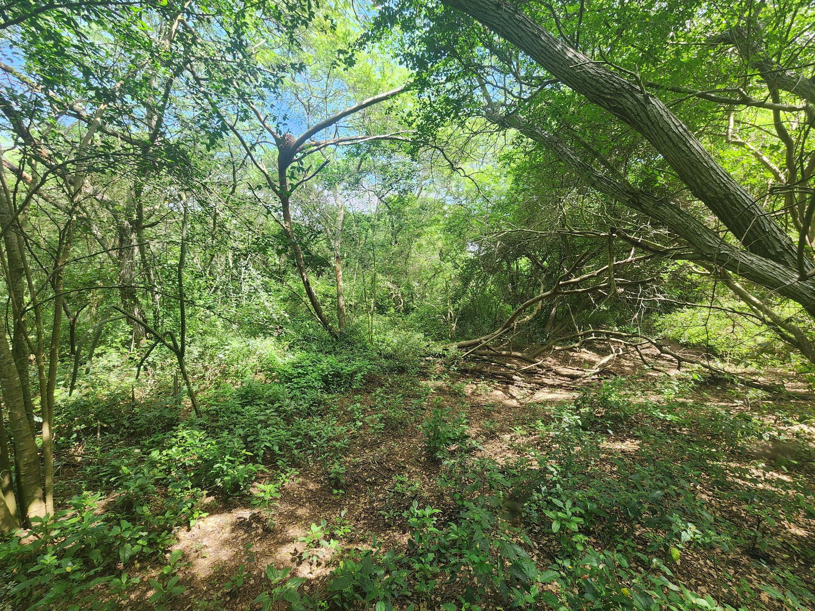 10-Acre-Farmland-for-Sale-in-Bushy-Park-St.-Catherine Seventh image of Bushy Park in Bushy Park, St. Catherine, Jamaica - property is For Sale
