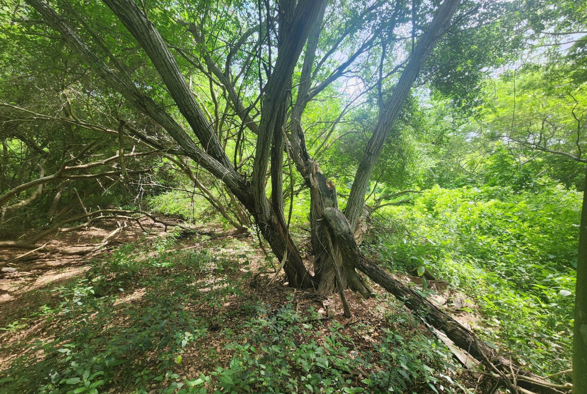 Eighth image of Bushy Park in Bushy Park, St. Catherine, Jamaica - property is For Sale