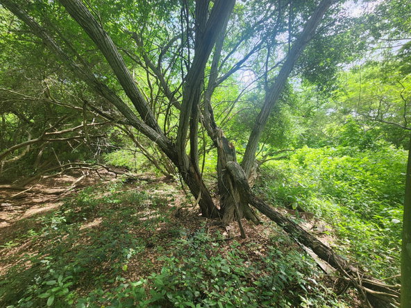 Eighth image of Bushy Park in Bushy Park, St. Catherine, Jamaica - property is For Sale