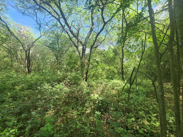 Ninth image of Bushy Park in Bushy Park, St. Catherine, Jamaica - property is For Sale